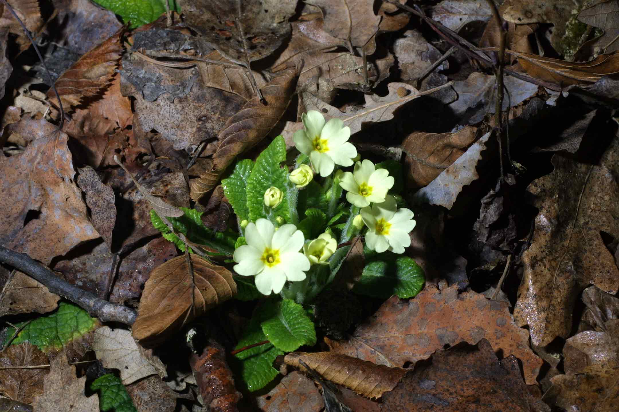 Primula vulgaris (=acaulis) / Primula comune